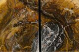 Tall Colorful Petrified Wood Bookends - Madagascar #303574-1